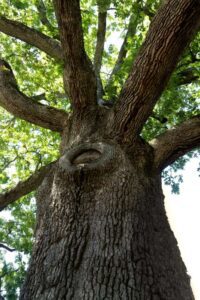 Big Tree
