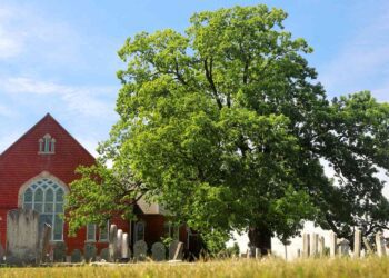 Carrolls-Big-Tree-Program - Carroll News | Carroll Publications | Carroll County, MD