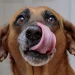 DogsChow-Feature - Carroll News | Carroll Publications | Carroll County, MD