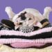 Pamper-That-Pooch - Carroll News | Carroll Publications | Carroll County, MD