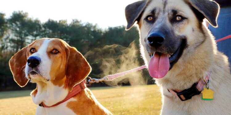 Ruby-Maggie_5-web - Carroll News | Carroll Publications | Carroll County, MD
