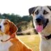Ruby-Maggie_5-web - Carroll News | Carroll Publications | Carroll County, MD