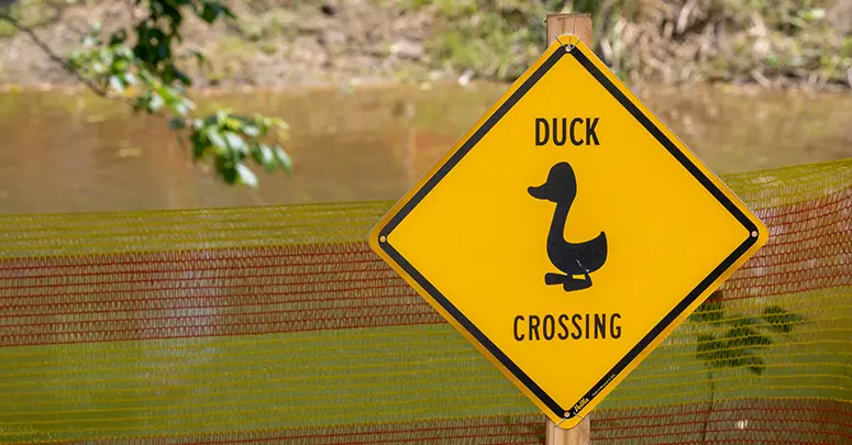 Rubber Duck Derby 2025