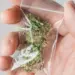 cc-commisioners-cannibis-meeting-image - Carroll News | Carroll Publications | Carroll County, MD