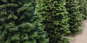 christmas tree farm