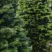 christmas tree farm