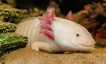 Noelle Johnsson has three axolotls, which are also known as Mexican walking fish.