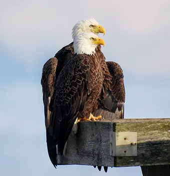 Bald Eagles - Carroll News | Carroll Publications | Carroll County, MD