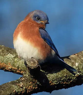 Eastern Bluebird - Carroll News | Carroll Publications | Carroll County, MD