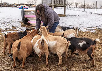 Kate Fisher raises Nigerian Dwarf goats at her Bumbling Bee Farm in Westminster. The goats remind her of a dog and can become pets with similar bonds.