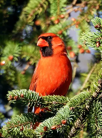 Northern Cardinal - Carroll News | Carroll Publications | Carroll County, MD