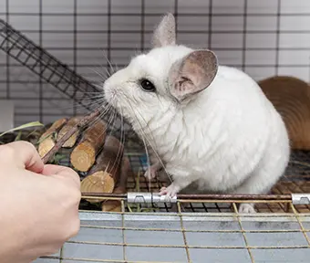 Siku is a 21-year-old chinchilla belonging to Liivi Sharp. Because their teeth are always growing, they need safe wood to chew on.