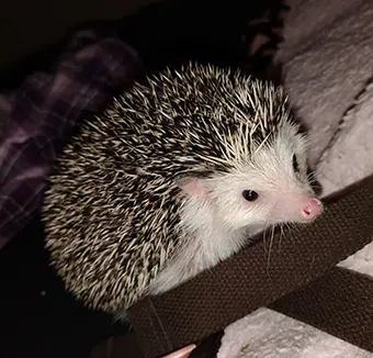 Sky the hedgehog is owned by Donna Walsh. They don’t like to be handled and will roll up and stay in a ball if picked up.