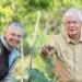 Two smiling seniors gardening together in a lush outdoor yard.