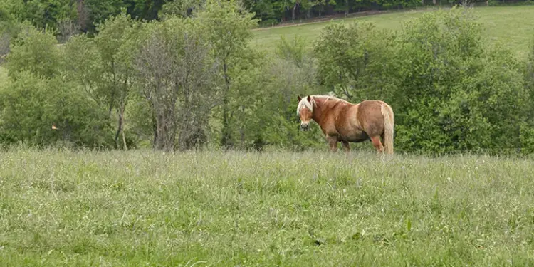 Brown pony standing in a grassy field with trees in the background on a sunny day.
