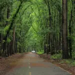 Paved, tree-lined road through a lush green forest with a white car in the distance.