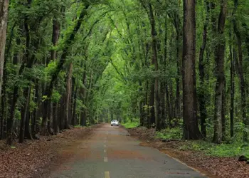 Paved, tree-lined road through a lush green forest with a white car in the distance.