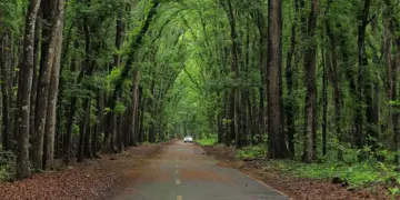 Paved, tree-lined road through a lush green forest with a white car in the distance.