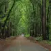 Paved, tree-lined road through a lush green forest with a white car in the distance.