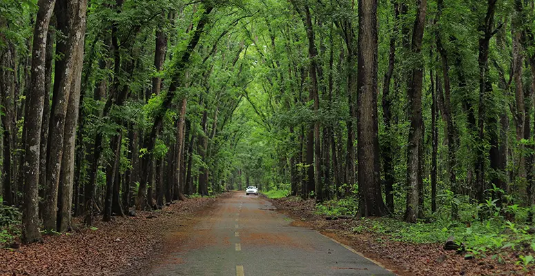 Paved, tree-lined road through a lush green forest with a white car in the distance.