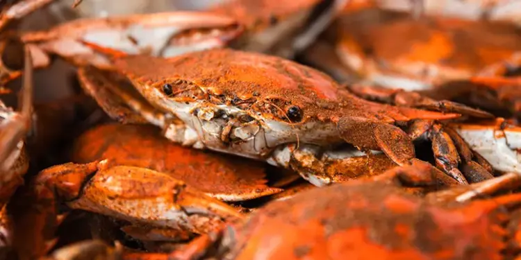 Pile of bright orange cooked crabs with visible claws and legs, piled together.