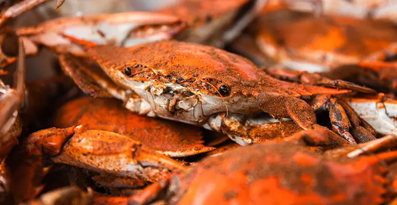 Pile of bright orange cooked crabs with visible claws and legs, piled together.