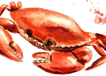 Watercolor illustration of a red-orange crab with raised claws