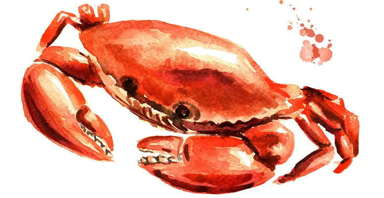 Watercolor illustration of a red-orange crab with raised claws
