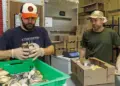 Two workers in a packing area sort oyster mushrooms into a green crate, with boxes on the table behind them and gloves on their hands.