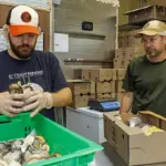 Two workers in a packing area sort oyster mushrooms into a green crate, with boxes on the table behind them and gloves on their hands.