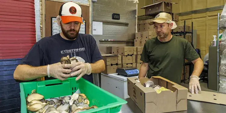 Two workers in a packing area sort oyster mushrooms into a green crate, with boxes on the table behind them and gloves on their hands.
