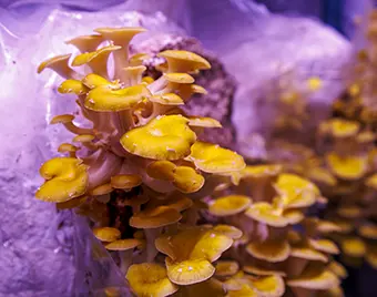 Cluster of small yellow mushrooms growing on a purple rock in an aquarium setting, with warm lighting.