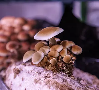 Cluster of small tan mushrooms growing on a rough rock surface with a blurred dark background.