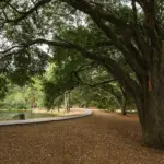 Tree-lined lakeside park with a curved walkway and leaf-covered ground beneath sprawling trees