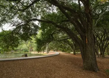 Tree-lined lakeside park with a curved walkway and leaf-covered ground beneath sprawling trees