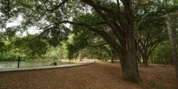 Tree-lined lakeside park with a curved walkway and leaf-covered ground beneath sprawling trees