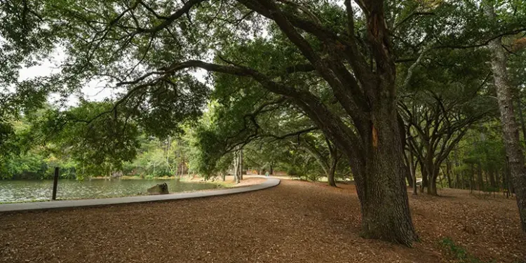Tree-lined lakeside park with a curved walkway and leaf-covered ground beneath sprawling trees