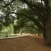 Tree-lined lakeside park with a curved walkway and leaf-covered ground beneath sprawling trees