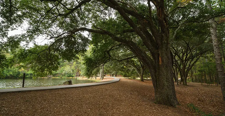 Tree-lined lakeside park with a curved walkway and leaf-covered ground beneath sprawling trees